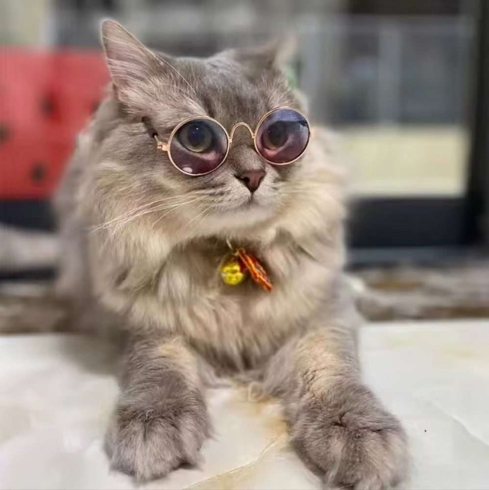Stylish Pet Glasses